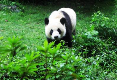 大熊猫繁育研究基地